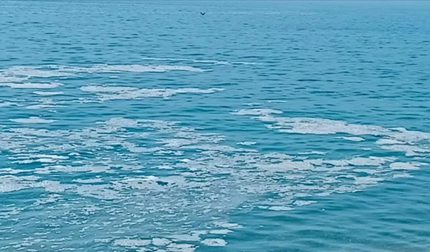 Yalova, Armutlu'da müsilaj görüldü