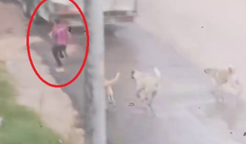 Sokak köpeği saldırısı devam ediyor! Başıboş köpekler çocuğu kovaladı