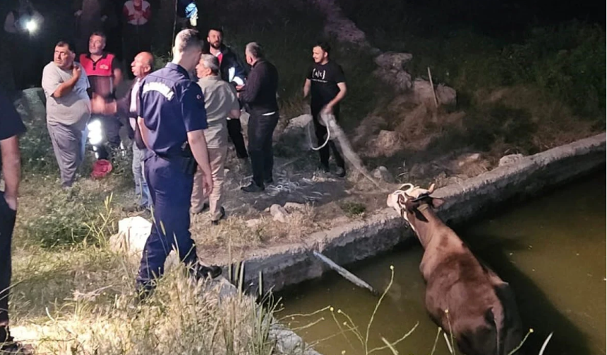 Adıyaman’da havuza düşen inek kurtarıldı