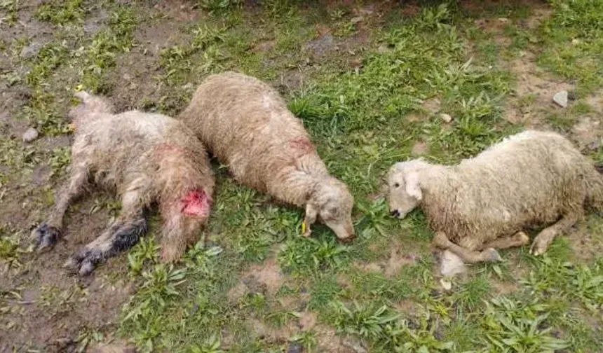 Erzincan'da içler acısı manzara: 60 koyun telef oldu!