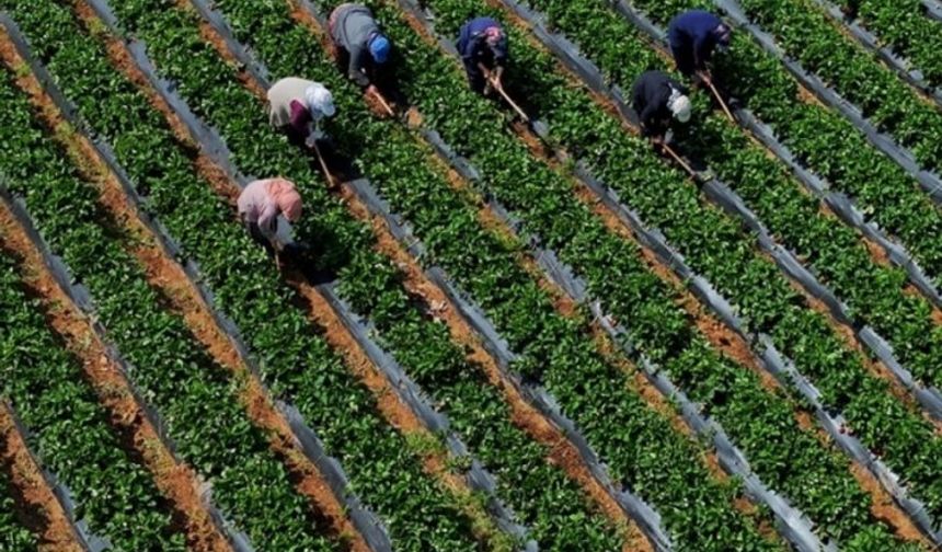 Çiftçilere 251,3 milyon lira destek ödemesi bugün yapılacak