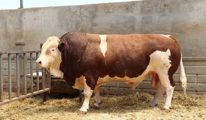 Kurban pazarının şampiyonu rekor fiyata satıldı