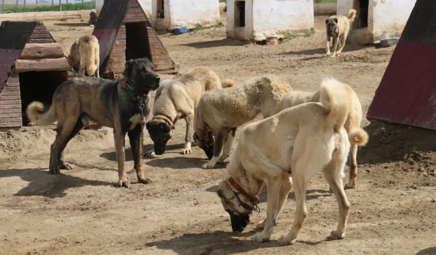 Sivas'ta kurt popülasyonundaki artış Kangal köpeğine talebi arttırdı