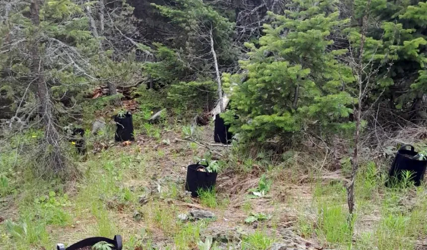 Bolu'da kenevir sulamaya giderken yakalandı