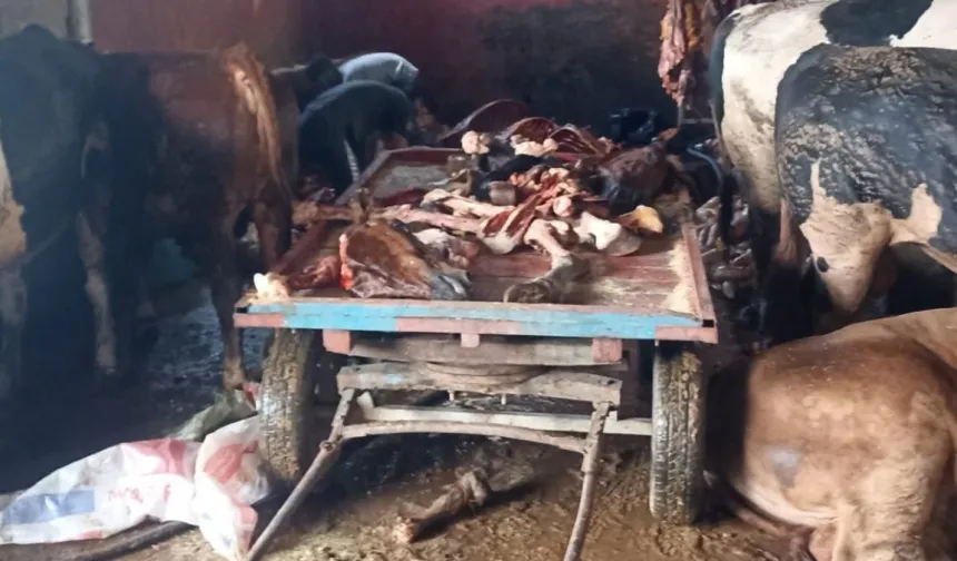 Adana'da 2,5 ton at eti ele geçirildi