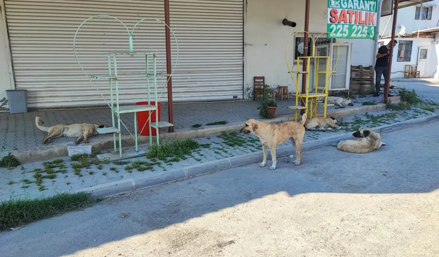 Adana'da sokak köpekleri dehşet saçıyor