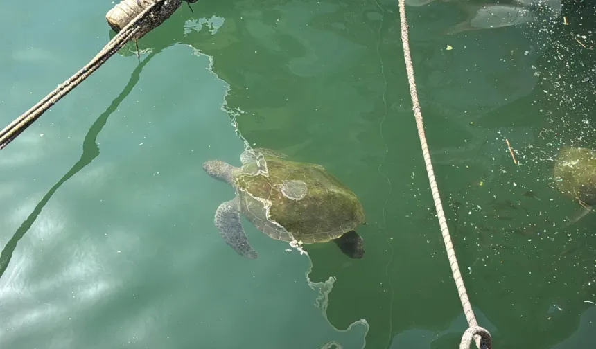 Mersin’de deniz kaplumbağaları, kolay besine alıştı