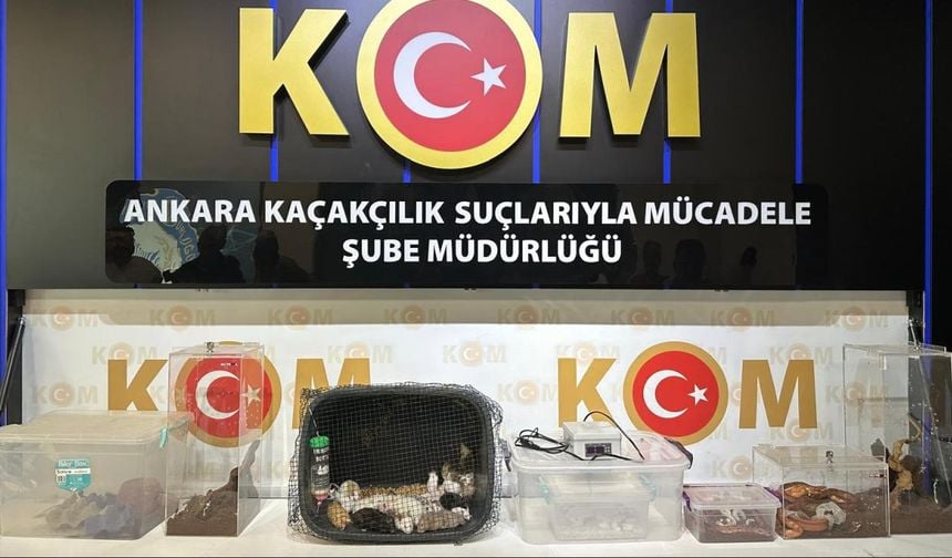 Ankara merkezli operasyonlarda 96 egzotik hayvan ele geçirildi