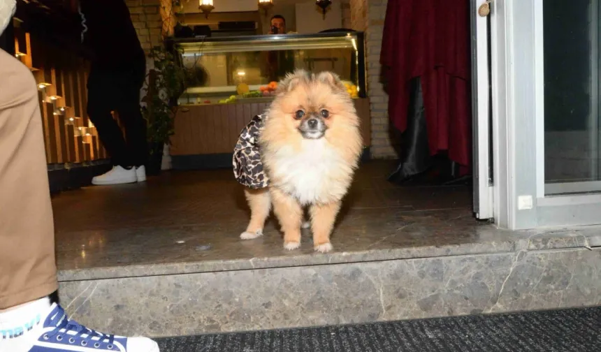 Antalya’da güzellik yarışması birincisi köpek kayboldu