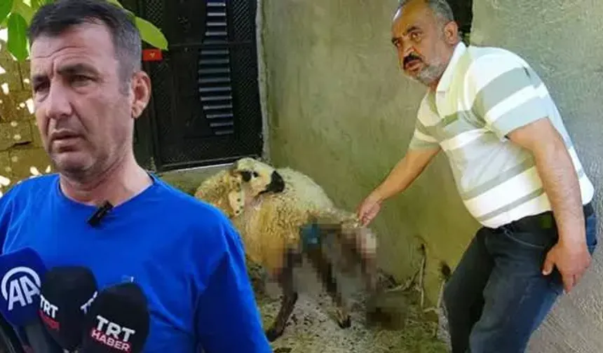 Adıyaman'da köpek dehşeti: Köylünün hayvanlarını parçaladılar!