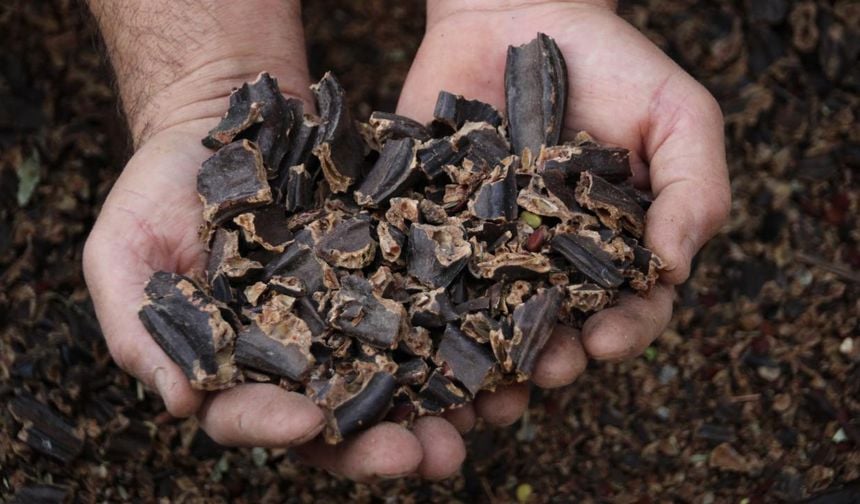"Alanya keçiboynuzu" coğrafi işaret aldı
