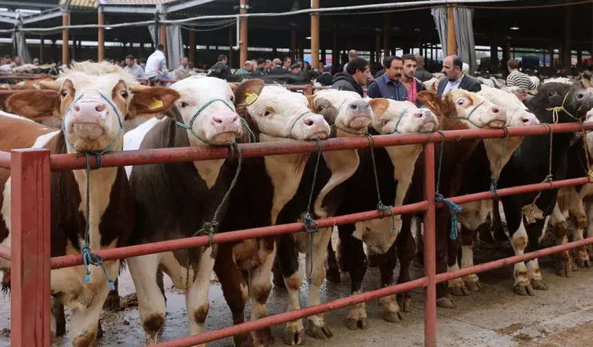 Emekli maaşıyla kurbanlık aldı, 3 gün sonra hayatının şokunu yaşadı