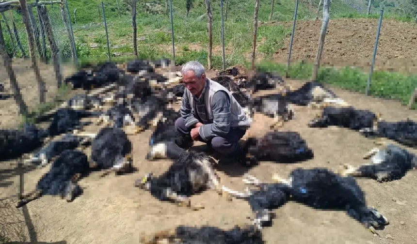Ağıla giren kurtlar, 49 küçükbaşı öldürdü