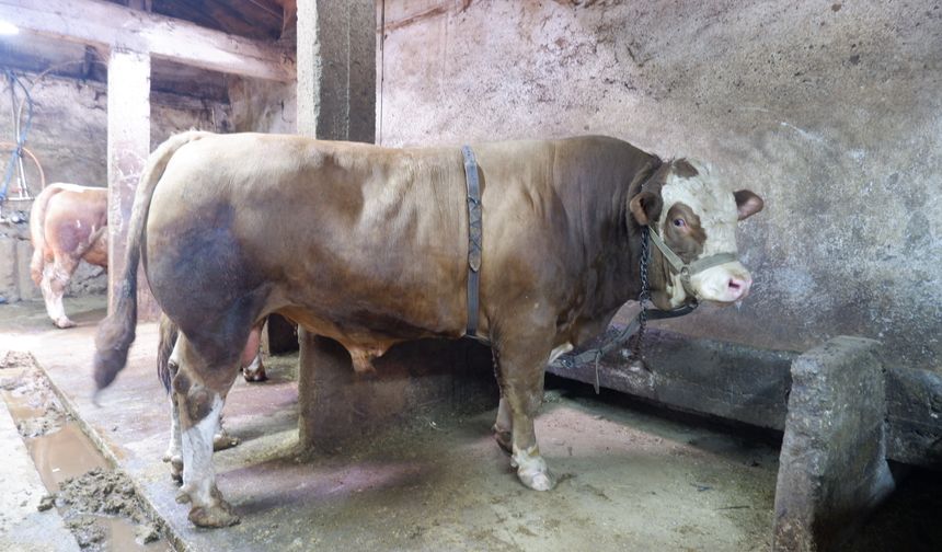 Tam 1 ton 200 kilo! Alıcısını buldu, fiyatı dudak uçuklattı