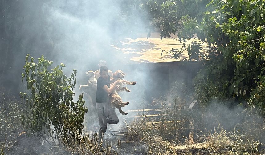Yangında mahsur kalan köpekler son anda kurtarıldı