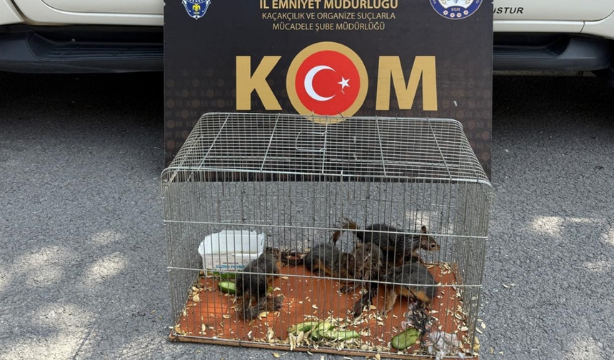 Sincabı satışa çıkaran kişi gözaltına alındı