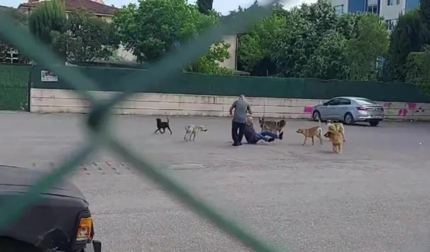 Emsal karar! Başıboş köpeğin saldırdığı adama belediyeler tazminat ödeyecek