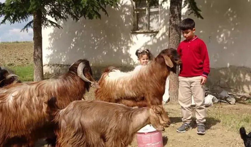 Çobanlık yapan Emir bursluluk sınavından 500 tam puan aldı