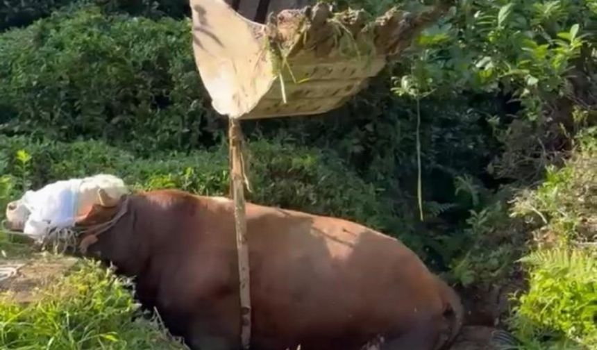 Kilometrelerce koşan kurbanlık çukura düştü