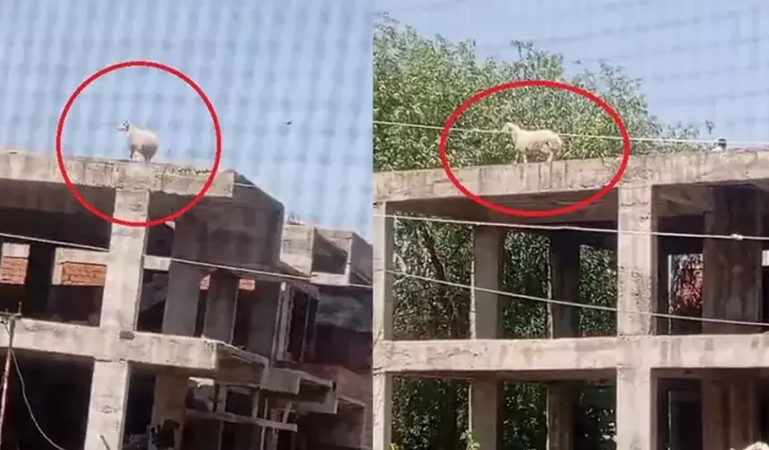 Kesilecek koç sahibinden kaçıp inşaata sığındı