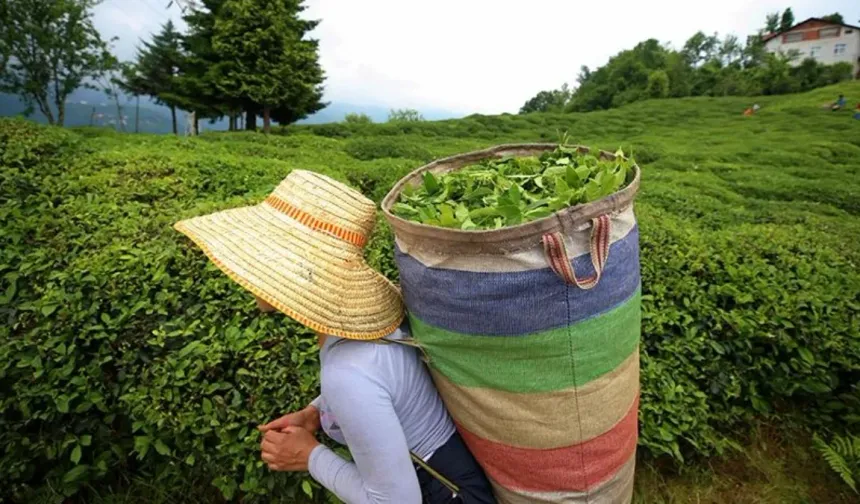 Rize'de çay hasadı sezonu: Kuru çaya 35 zam beklentisi var