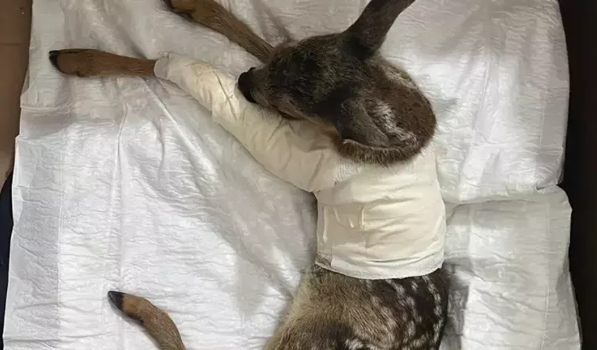 Yolda yaralı halde bulundu, tedavi altına alındı