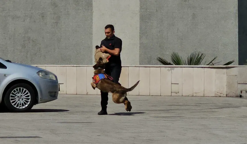 Zonguldak'ta saldırı köpeği Gaddar, jandarmanın caydırıcı yüzü oldu
