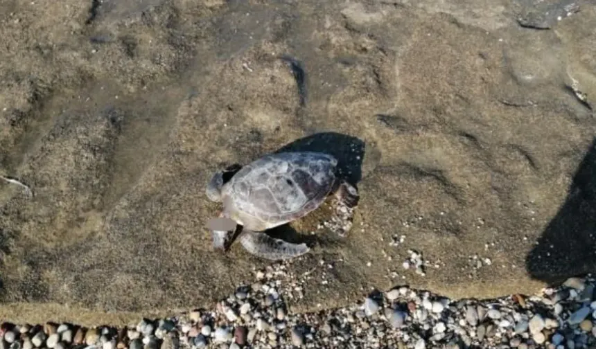 Vicdansızlar! Caretta carettanın başını kesmişler
