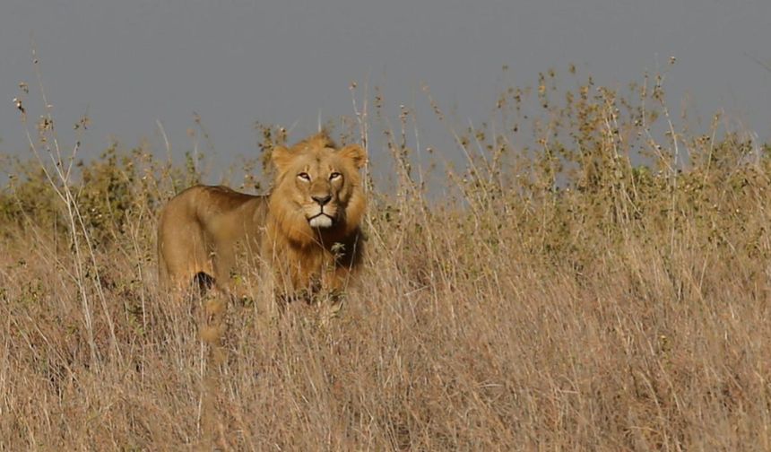 İş insanı safari sırasında aslan saldırısıyla hayatını kaybetti