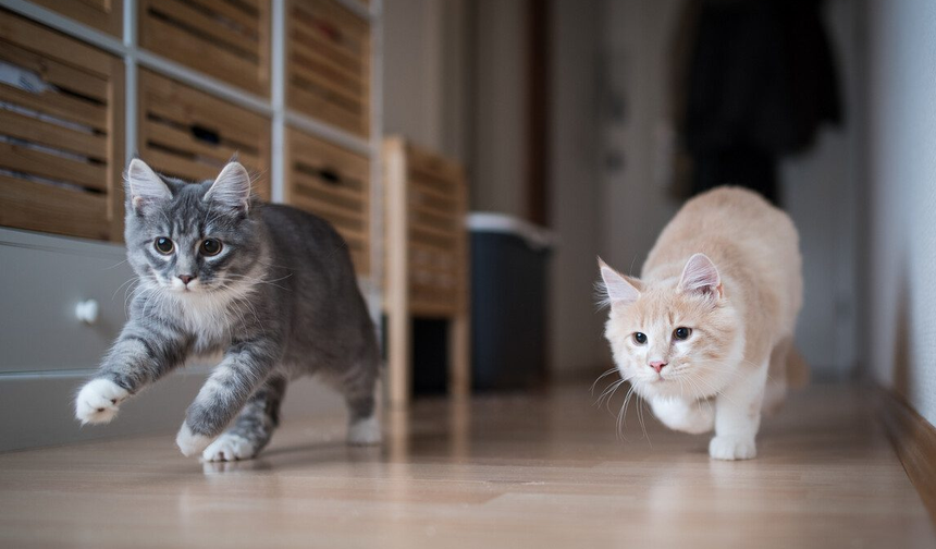 Rüyada kedi görmek ne demek? Rüyada kedi görmenin psikolojik anlamları...
