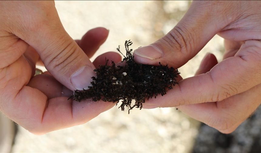Çankırı'da, yalnızca okyanus veya Akdeniz ikliminde görülen kara yosunu türü bulundu