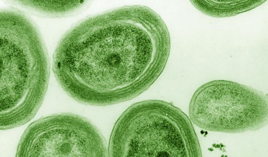 Dünyanın oksijen kaynağı tehlikede! Prochlorococcus ısınmaya dayanamıyor