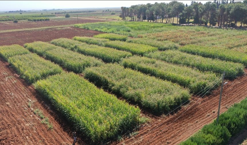 Şanlıurfa'da anıza ekim yönteminin yaygınlaştırılması hedefleniyor