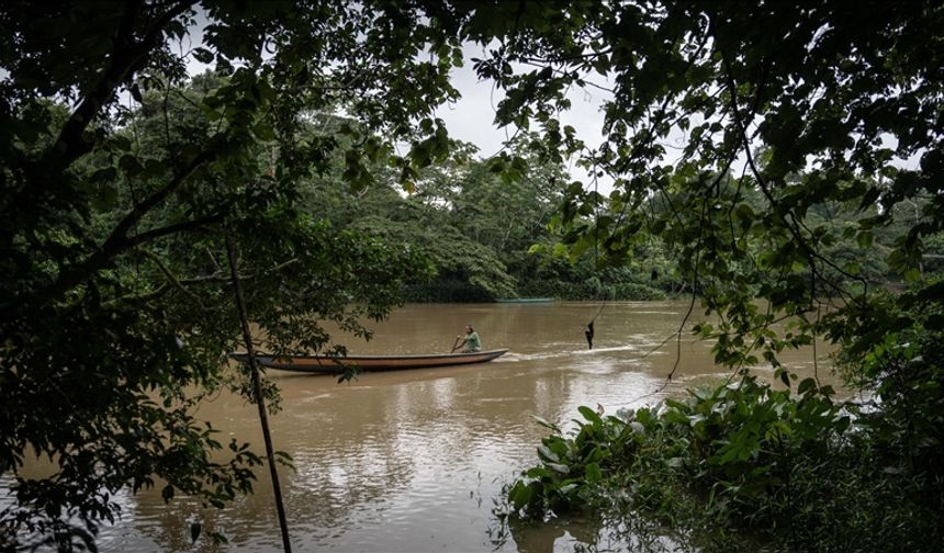 Araştırma: Avustralya'nın tropikal yağmur ormanları artık emdiğinden daha fazla karbondioksit salıyor