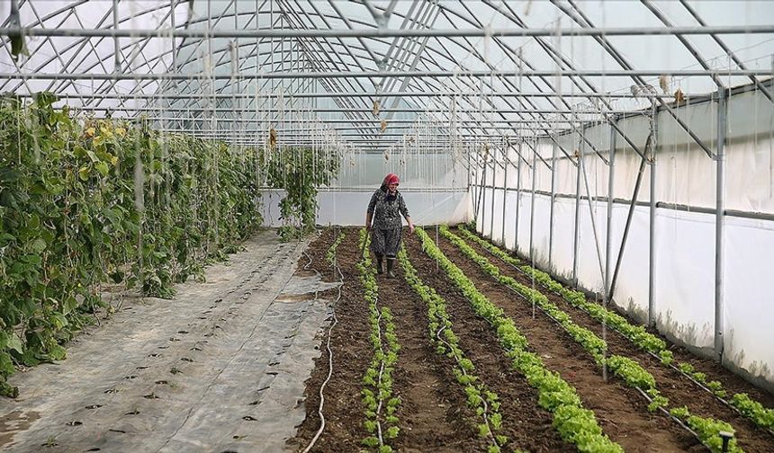 Edirneli Şirin teyze ikinci serasına kavuşuyor!