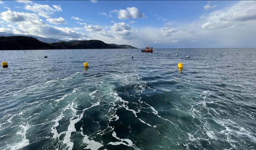 Marmara Denizi'nde mikroskobik hayvanların sayısının değişmesi ekosistemi olumsuz etkiliyor