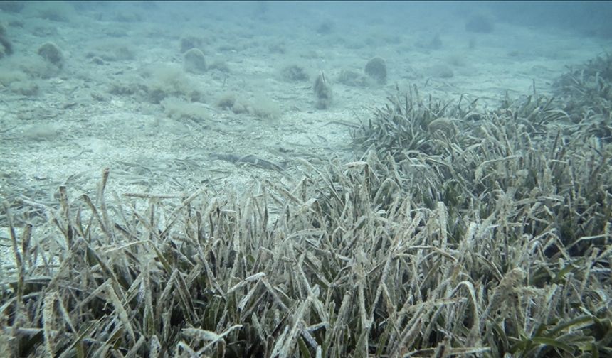 Marmara'yı inceleyen ALEMDAR II gemisi güneyde müsilaja rastlamadı