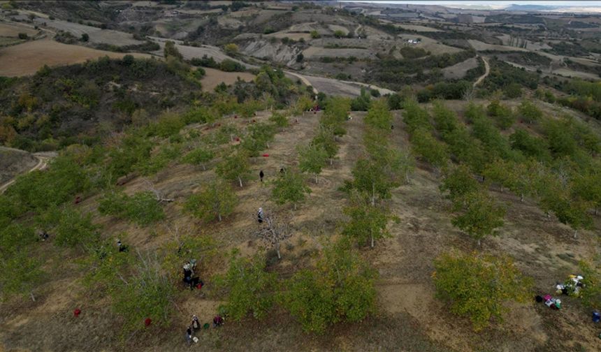 Tekirdağ'da bozuk orman arazisinde yetiştirilen cevizlerin hasadı başladı