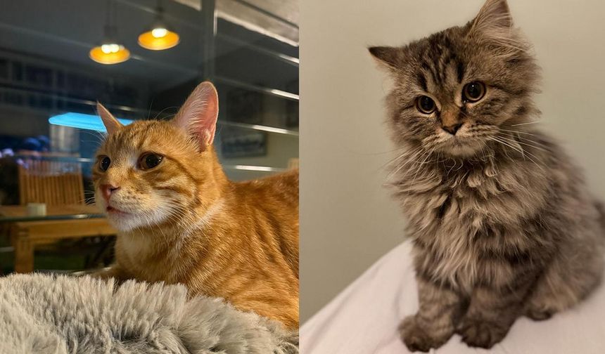 Kediler sandığımızdan çok daha sonra yoldaşımız oldu