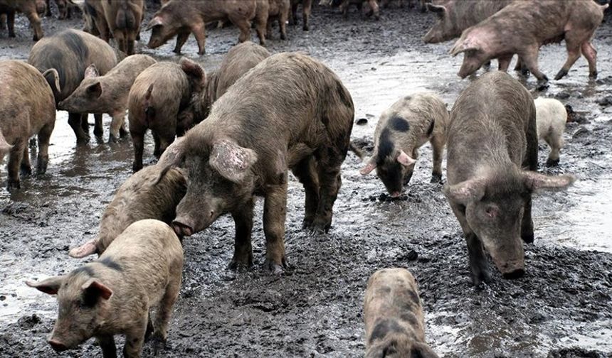 İspanya'daki Afrika domuz vebası salgınına karşı mücadeleye asker de katıldı