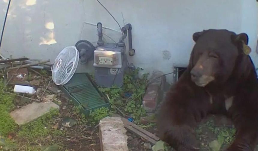 Şaşırtan olay! Evinin altından 200 kiloluk ayı çıktı