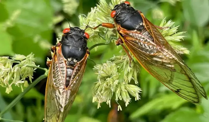 Amerika ve Avrupa'da yeni ve sinsi bir kovid!