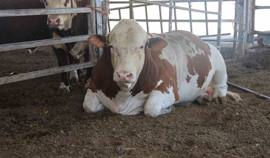 Besiciler devlet desteğiyle büyümeye devam ediyor