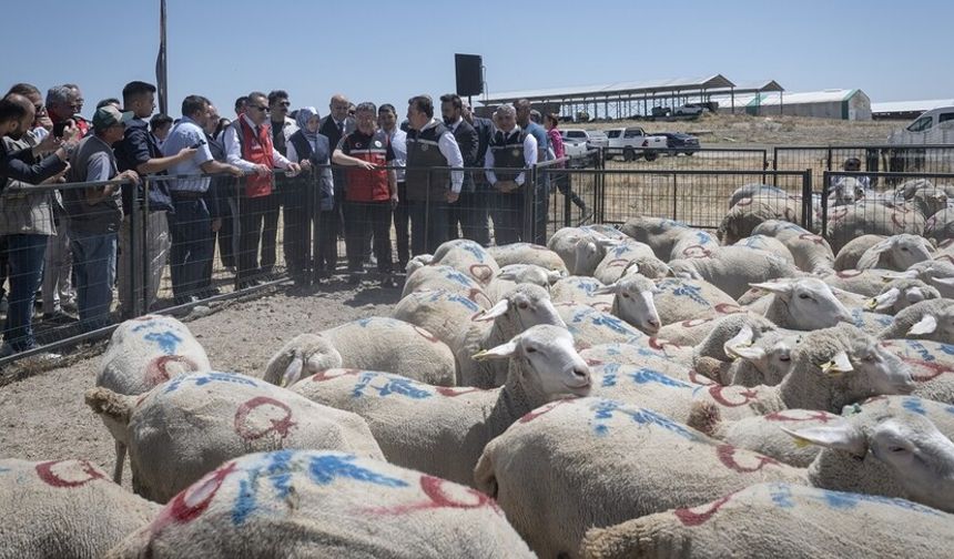 "Kırsalda Bereket Küçükbaşa Destek Projesi" kapsamında ilk hayvanların teslim töreni yapıldı