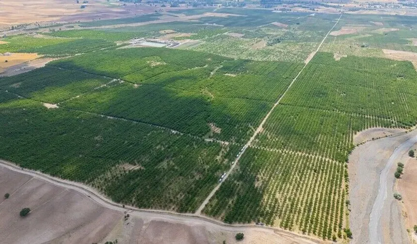 TARSİM'in desteğiyle ayakta kalan 5 bin dönümlük meyve bahçesinde hasat başladı