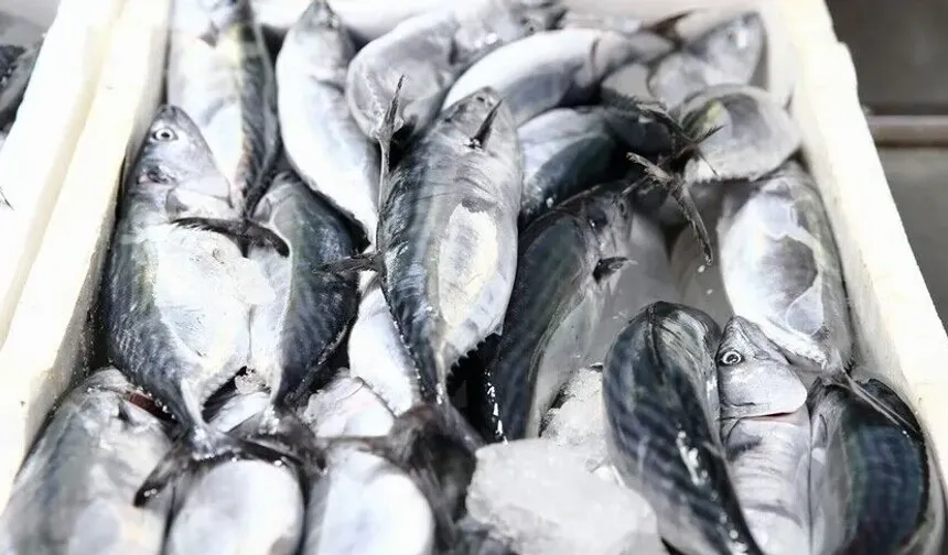 Giresun'da palamut sezonu bereketli başladı