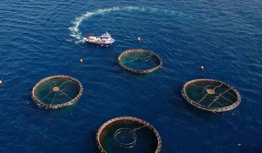 Muğla’nın Su Ürünleri İhracatı 9 Ayda 631 Milyon Dolara Ulaştı