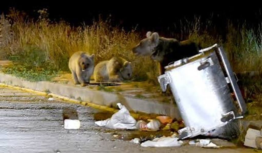Sarıkamış’ta çöp konteynerleri bozayıların açamayacağı şekilde kilitli hale getirilecek