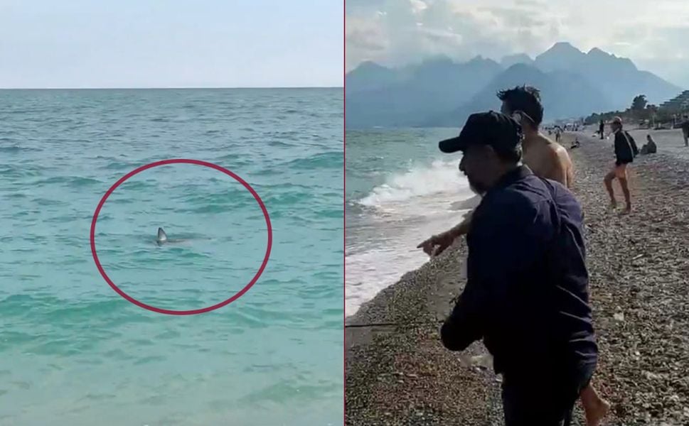Canım Türkiyem! Köpek balığını taş atarak kovmaya çalıştılar