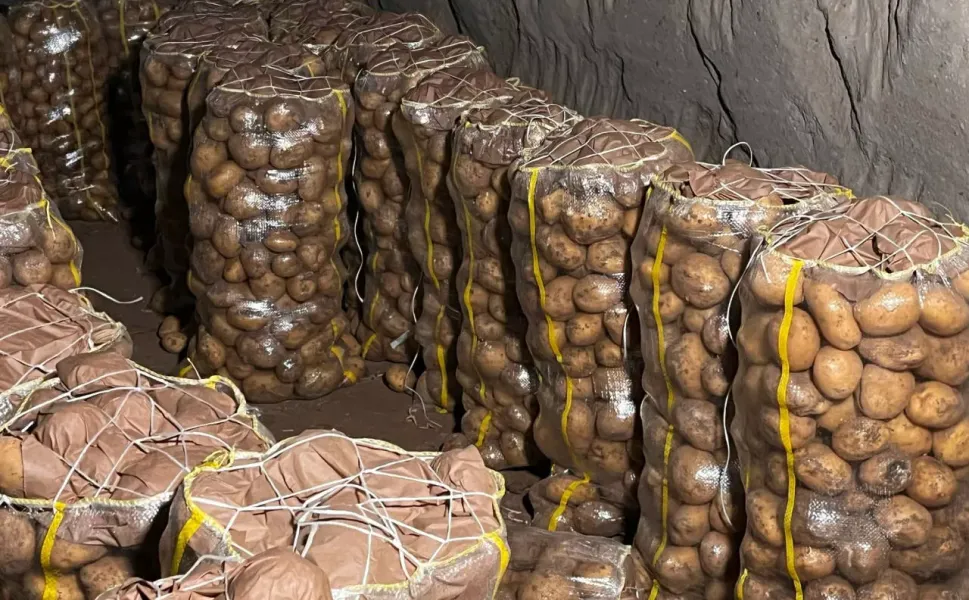 Yurt dışından gelen 2 bin tondan fazla patates virüslü çıktı